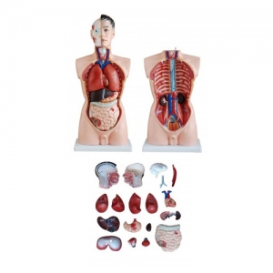 Manechin pentru pregatire medicala - TORS 85 cm - 19 parti
